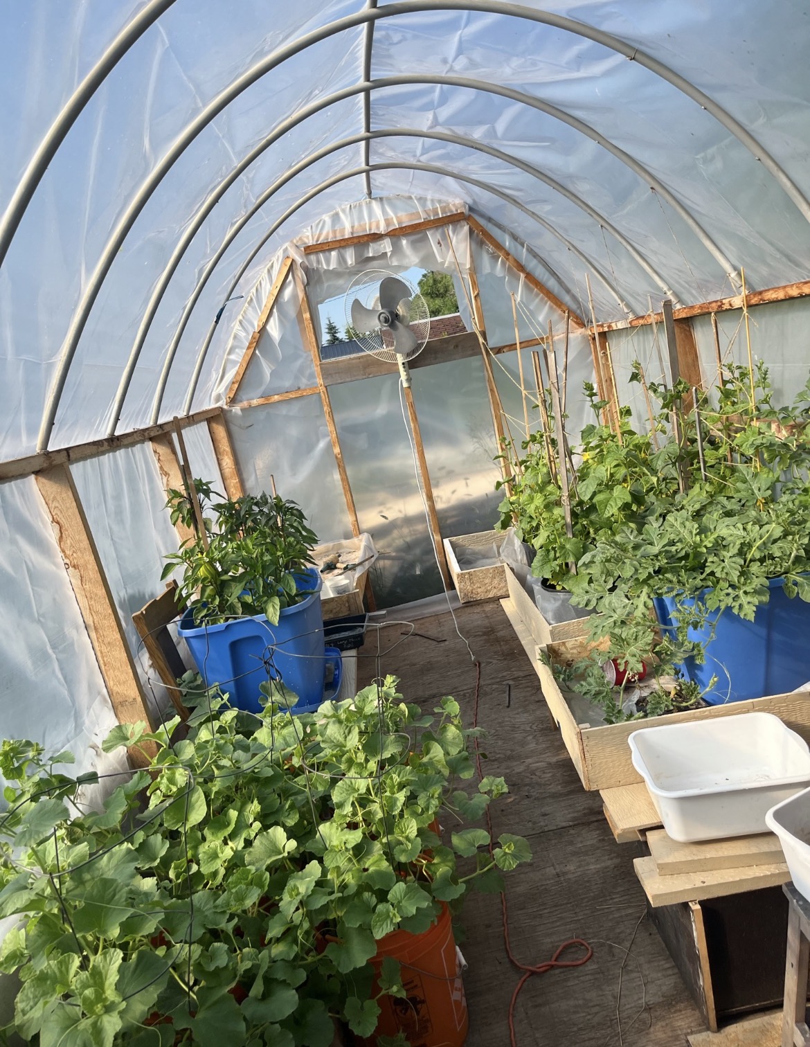 Inside the greenhouse with melons, peppers and tomatoes coming on
