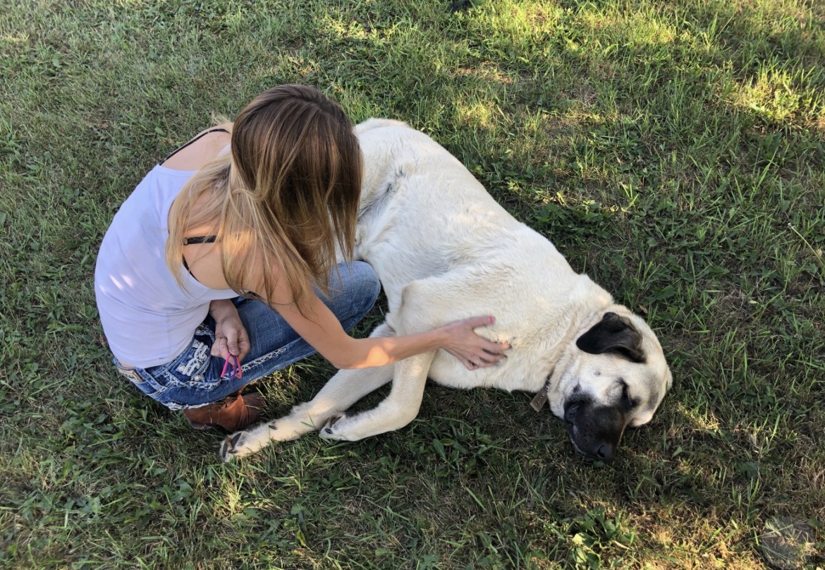 Checking over a big dog stretched out in the grass