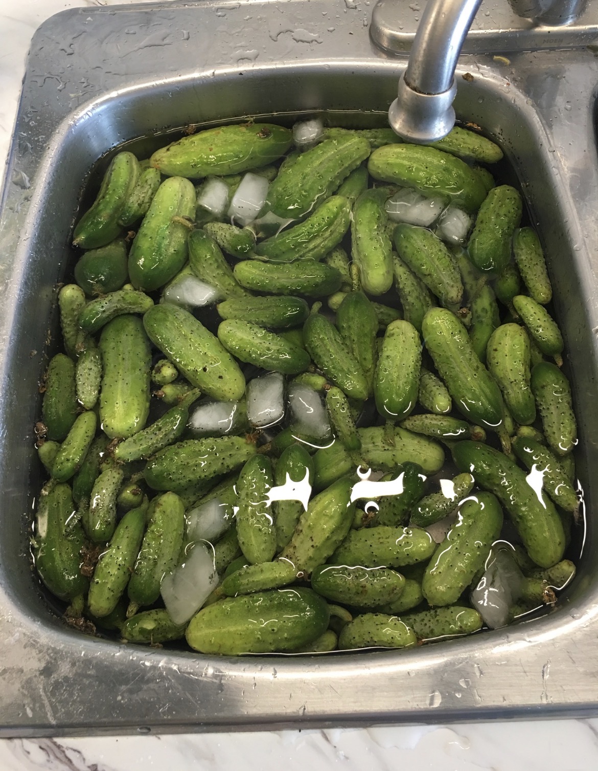 Garden cucumbers washing in ice water before pickling