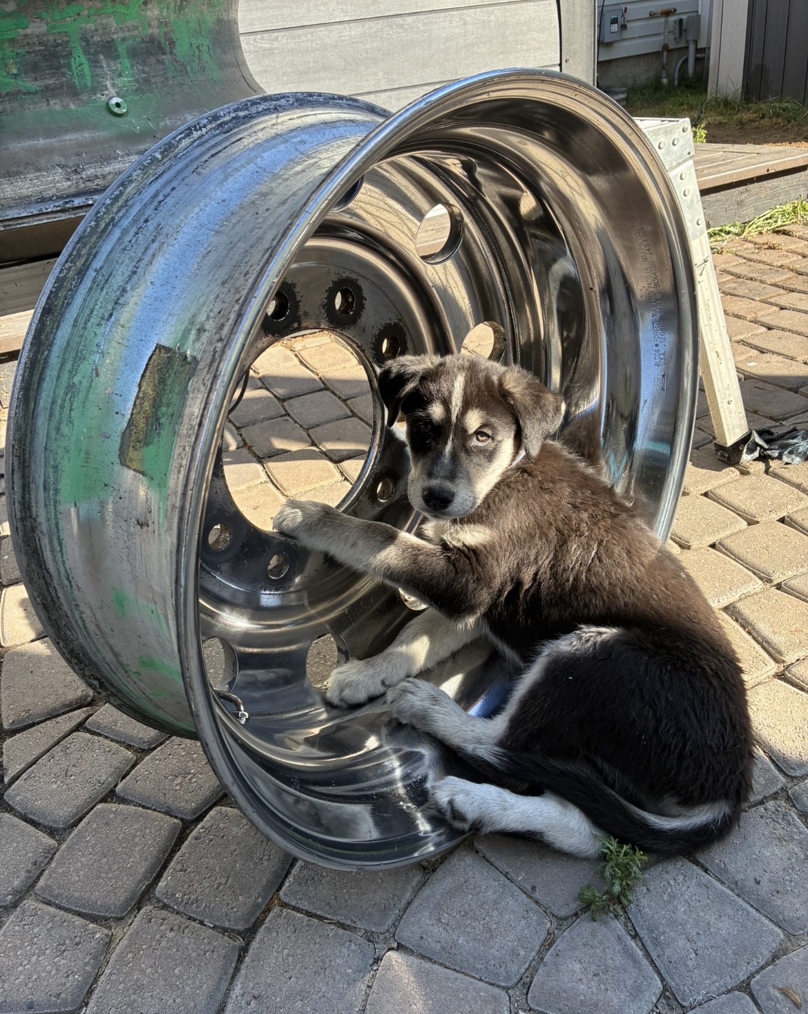 A pup curled up inside a polished truck rim in the yard