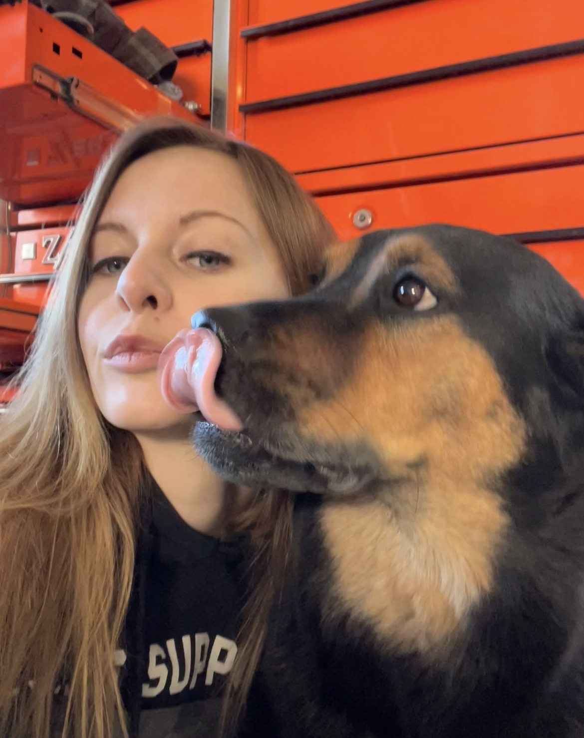 A shop dog saying hello between jobs