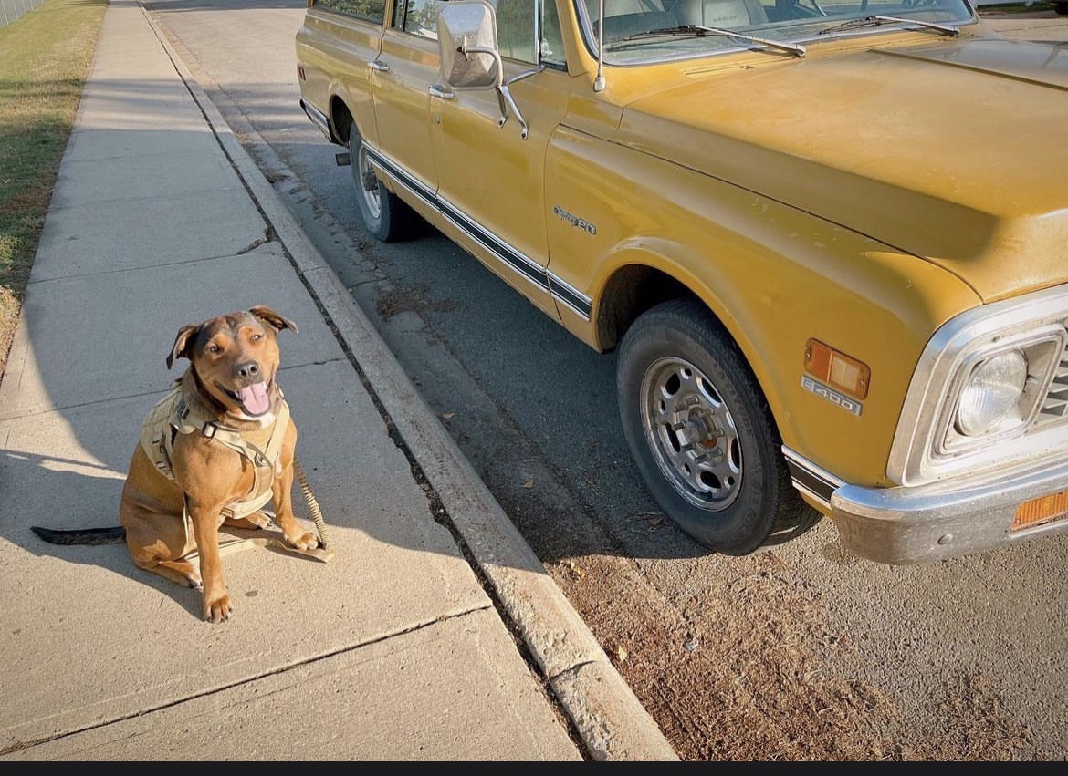 A dog waiting beside a classic yellow pickup